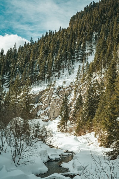 绿色的树在冰雪覆盖的地面白天
